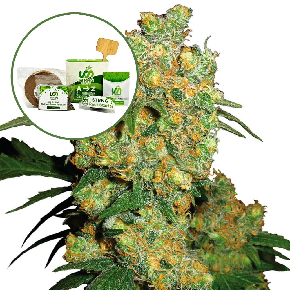 Big Bud Strain Grow Kit