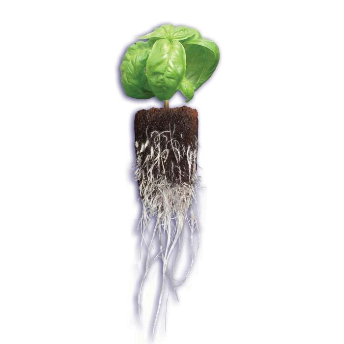 Rapid Rooter - Starter Plug For Seeds 2