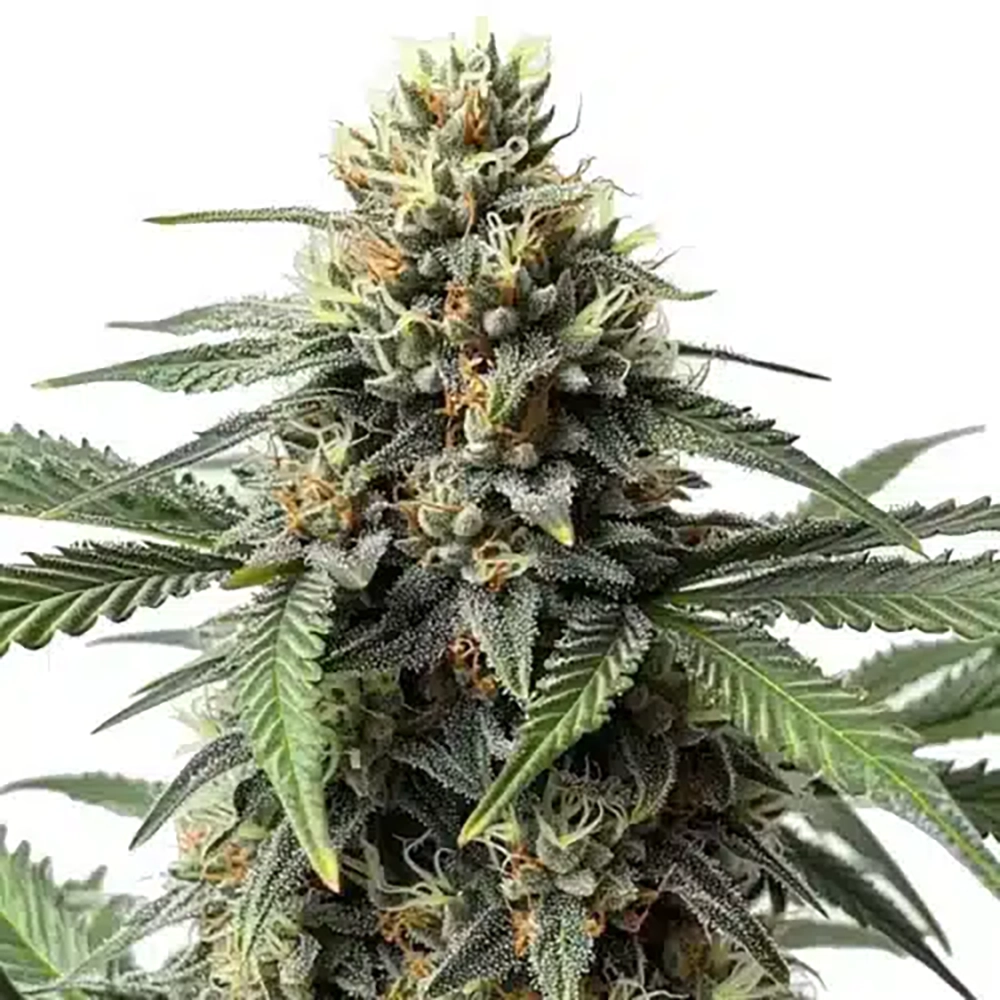 STRNG Seeds – Queen Bee