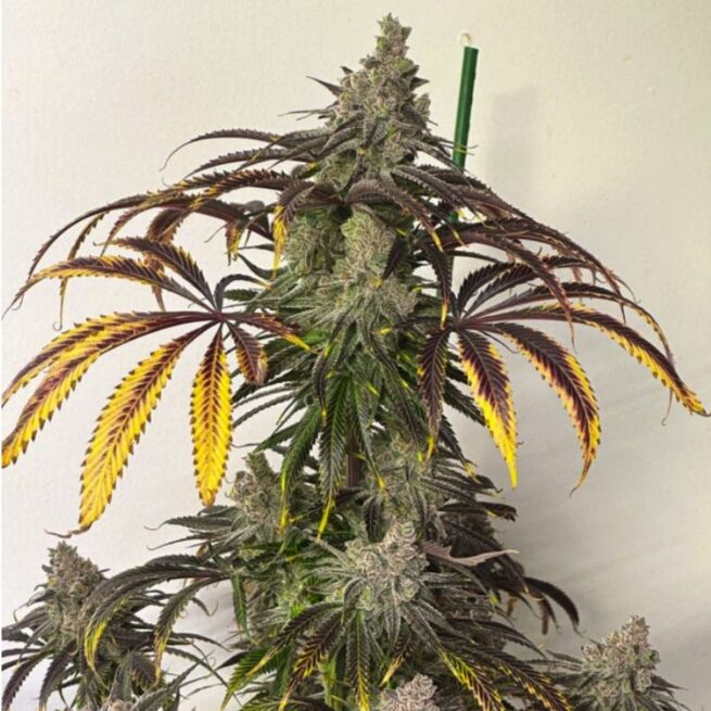 Lovin’ In Her Eyes – Electrify