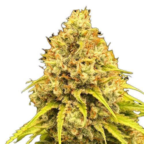 STRNG Seeds - Super Lemon Haze