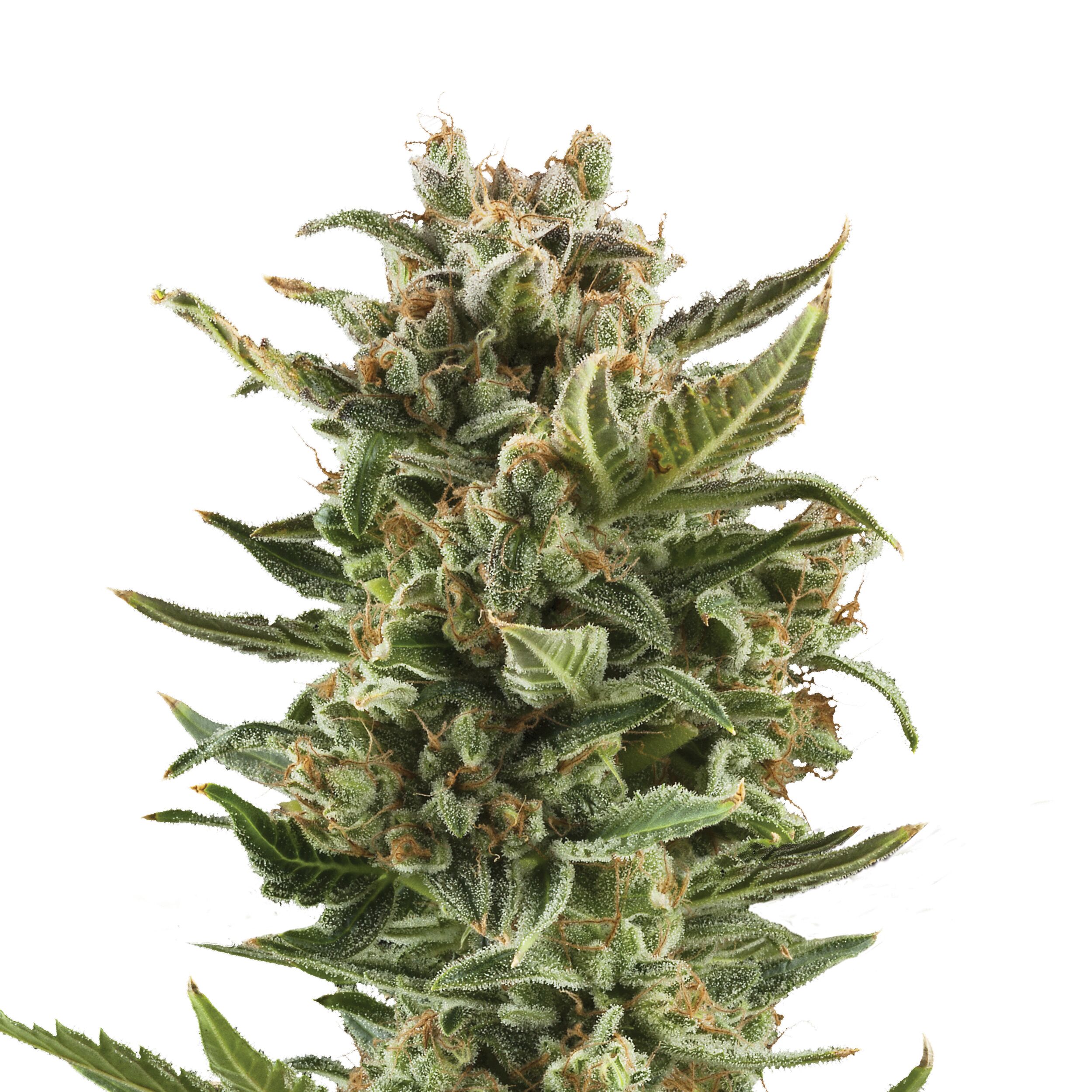 White Widow Auto - Image 3