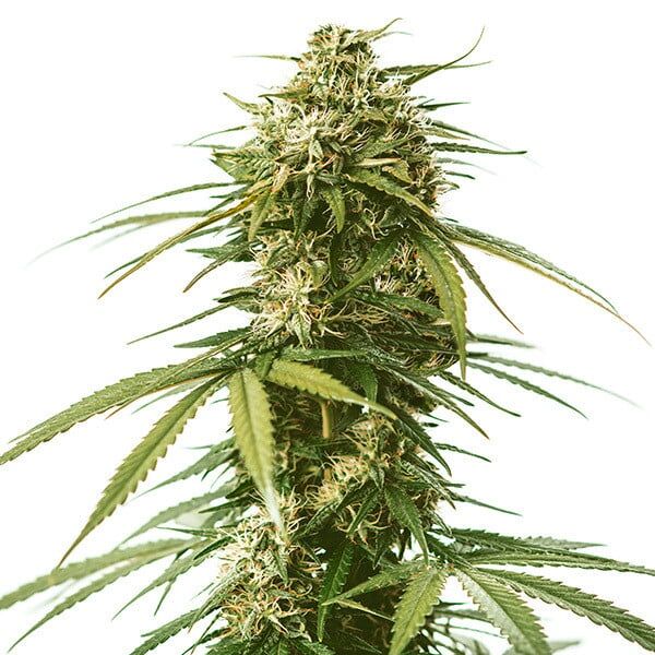 Gushers Plant