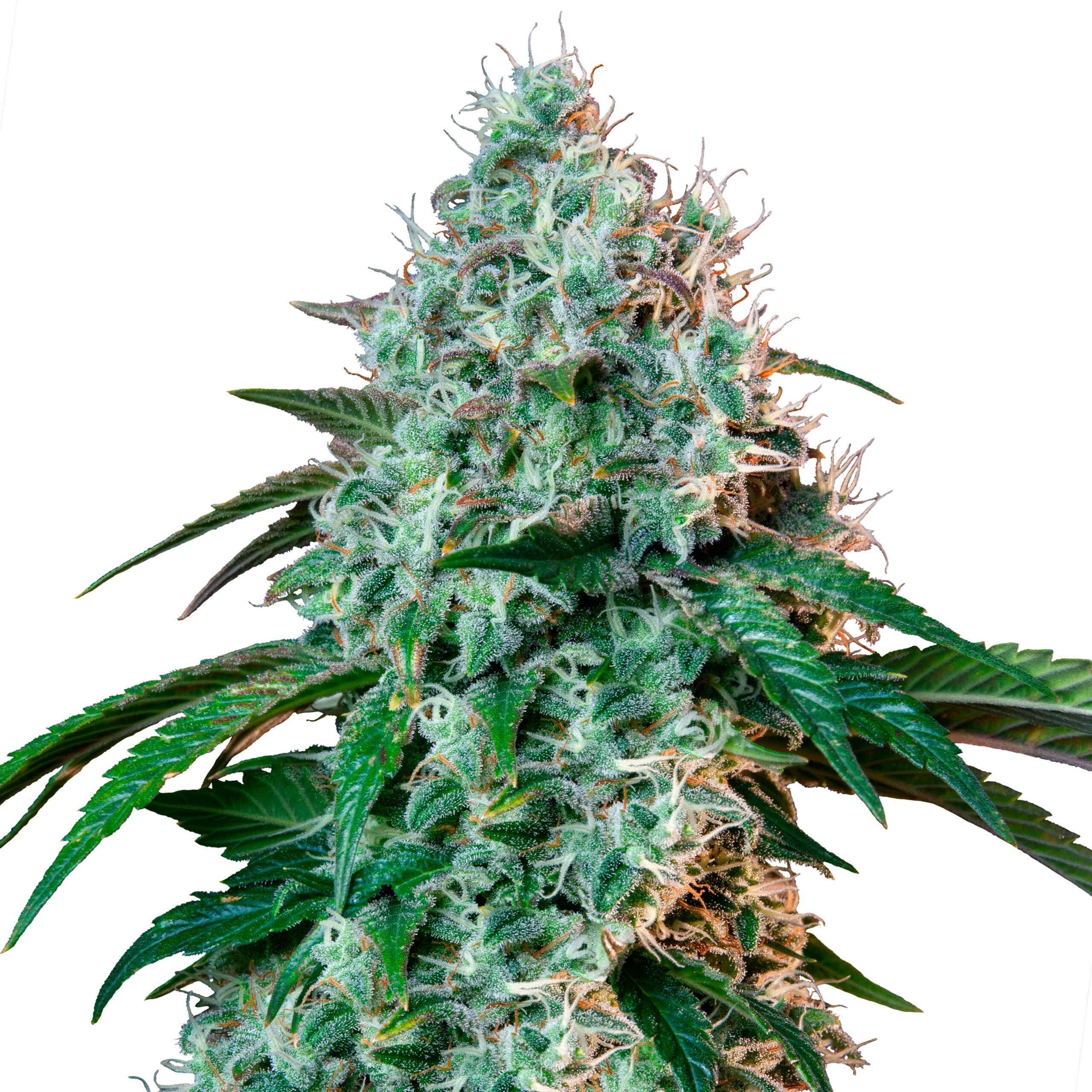 Hulkberry Plant