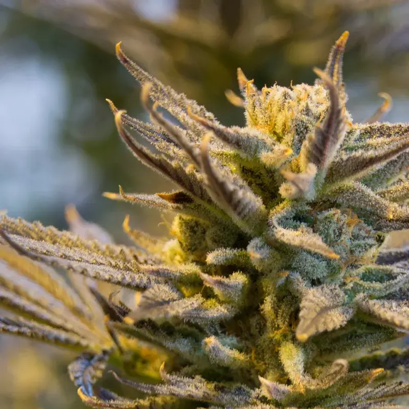 LA Confidential