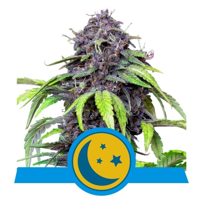 Purplematic Auto