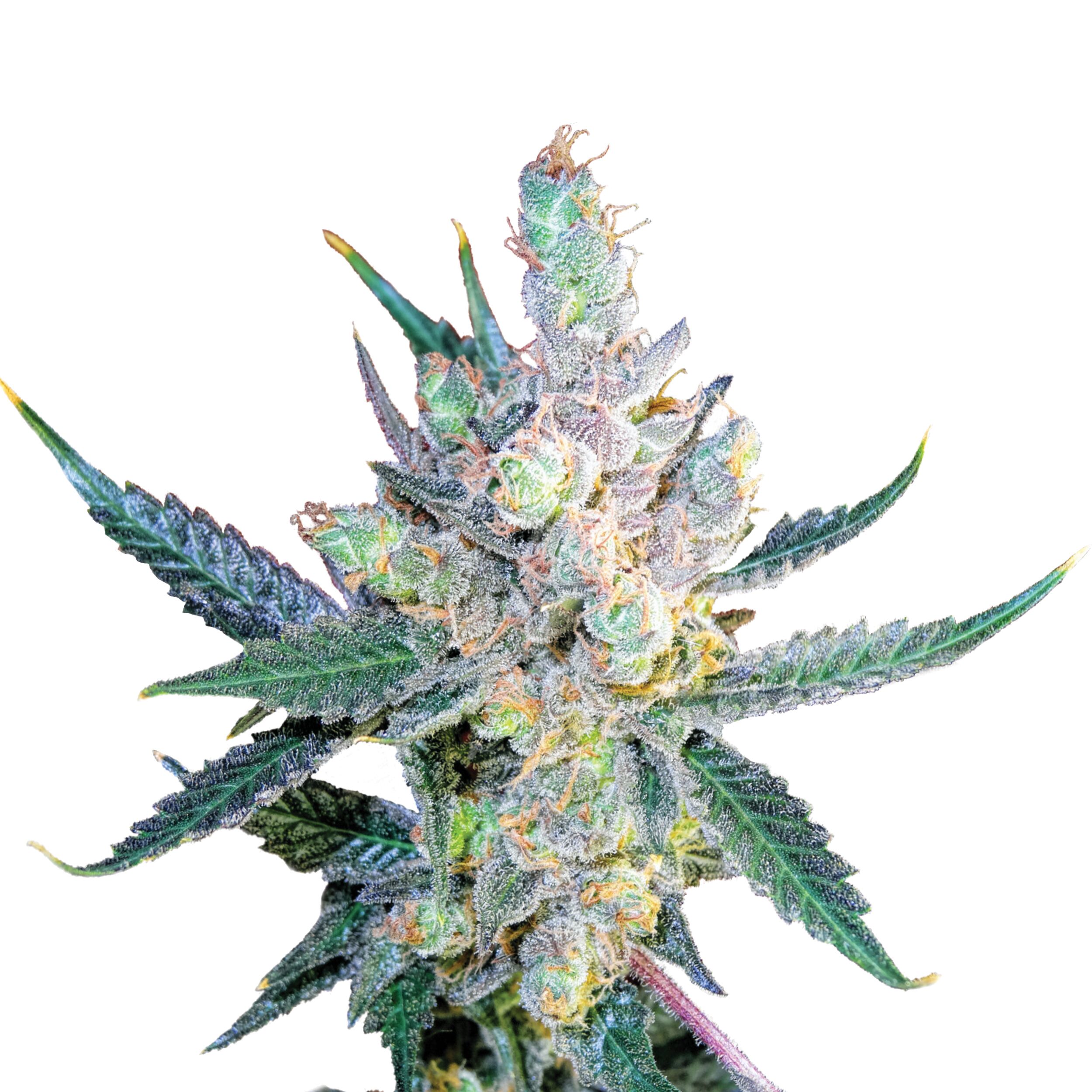Royal Cheese Plant