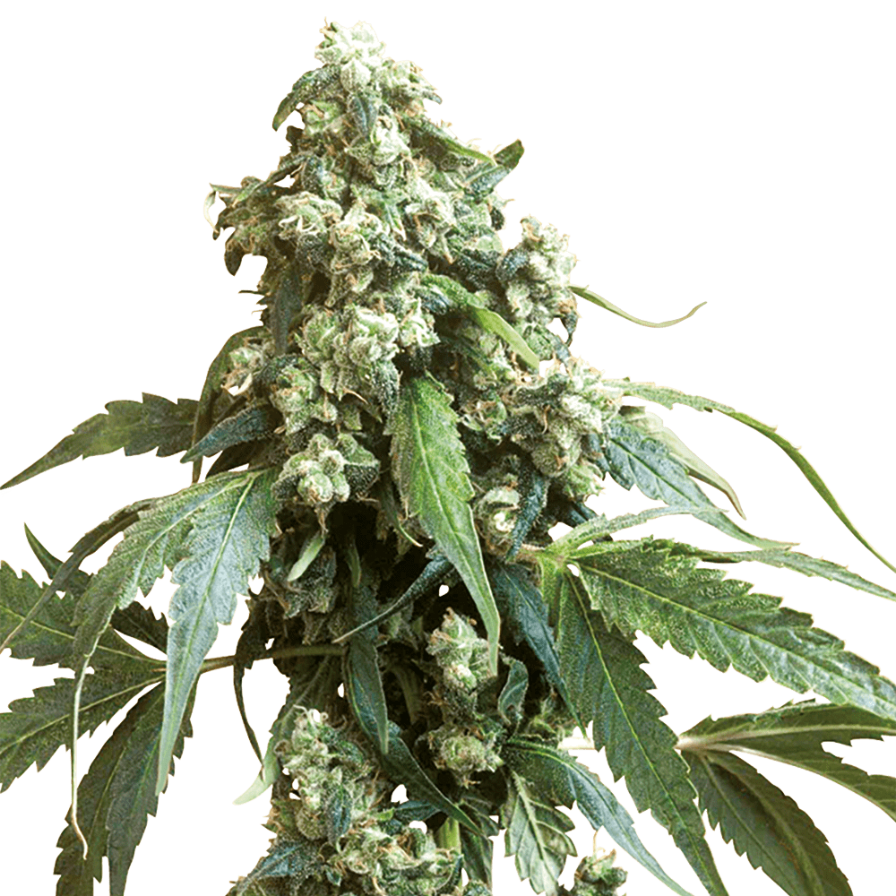 STRNG Seeds – Jack Flash