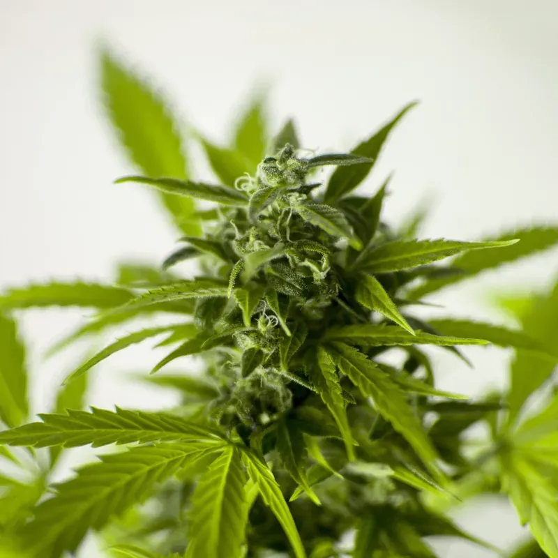 Skunk 1