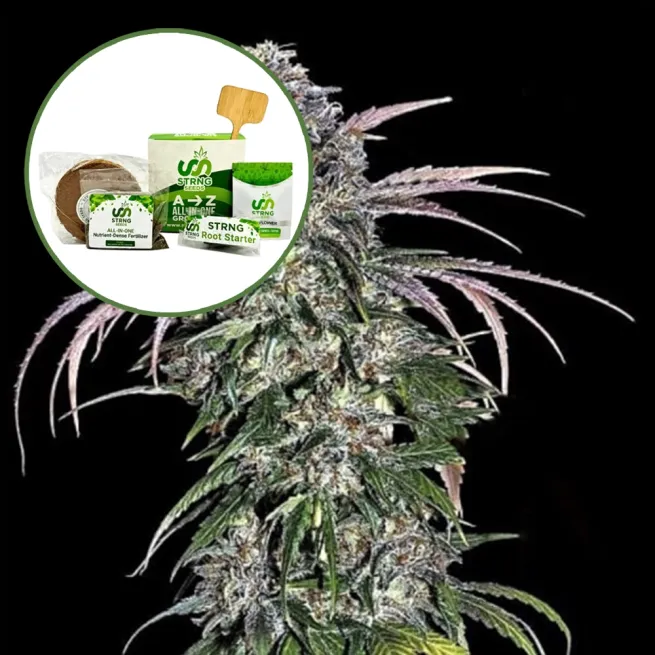 ATF (Alaskan Thunder Fuck) Strain Grow Kit