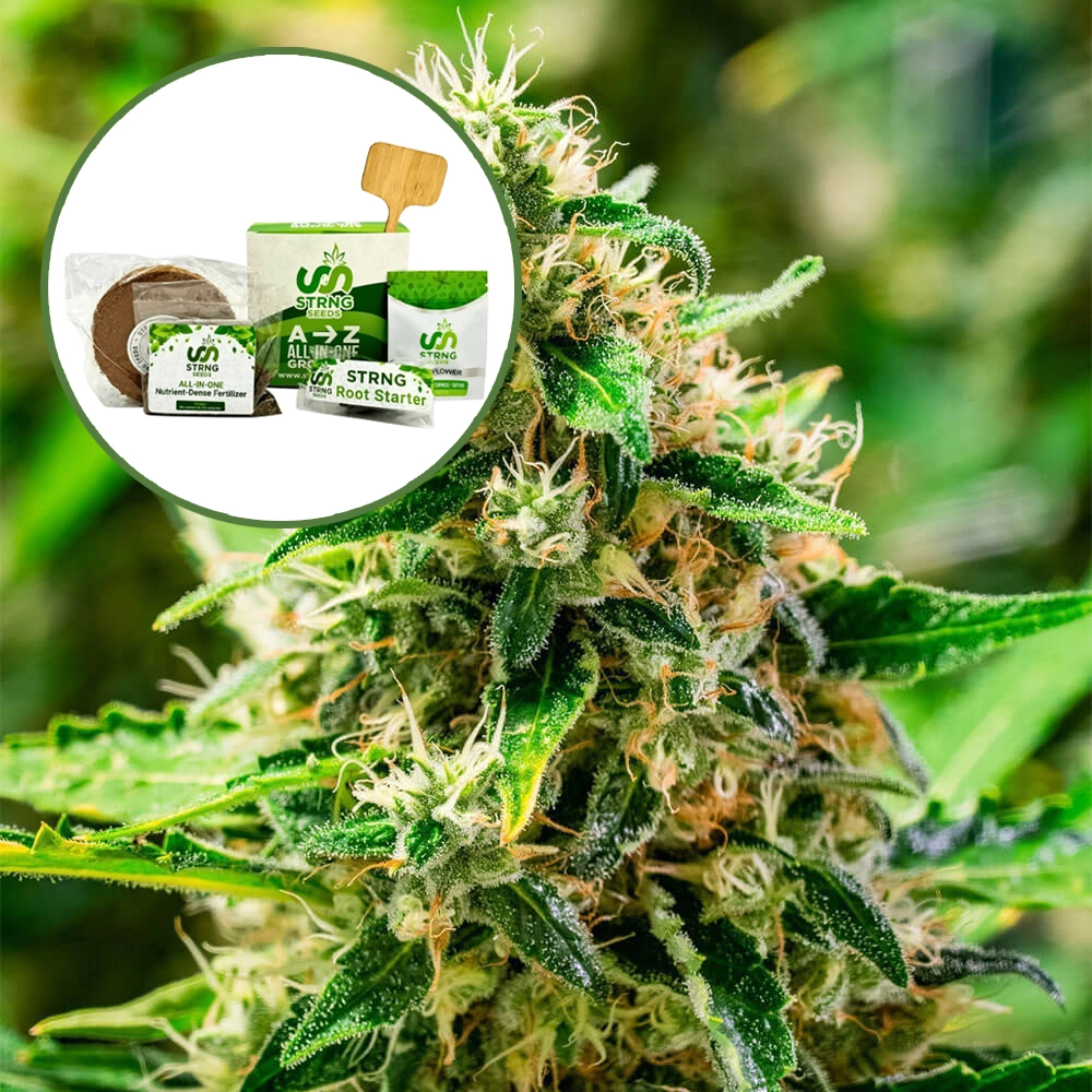 Afghani Strain Grow Kit