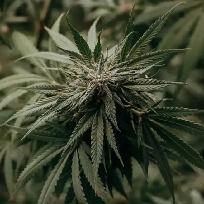 Amnesia Haze Auto