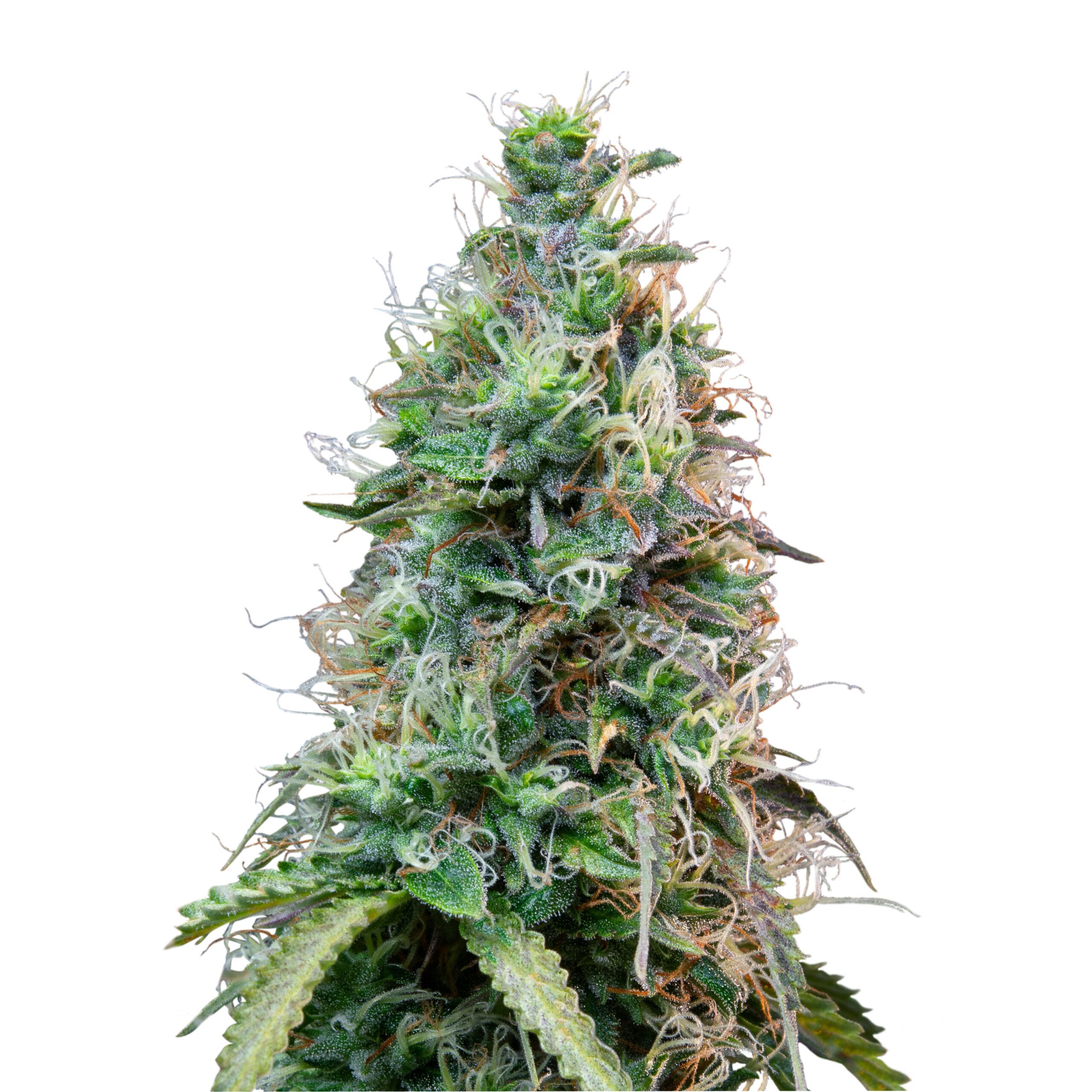 Amnesia Haze Auto - Image 3