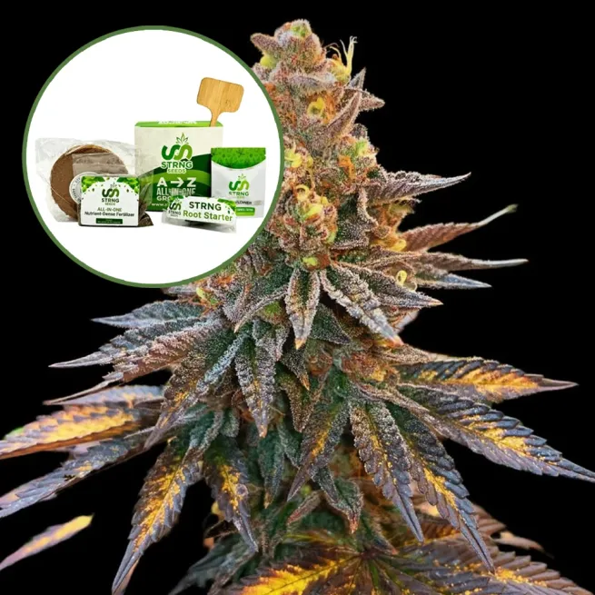 Banana Hammock Strain Grow Kit
