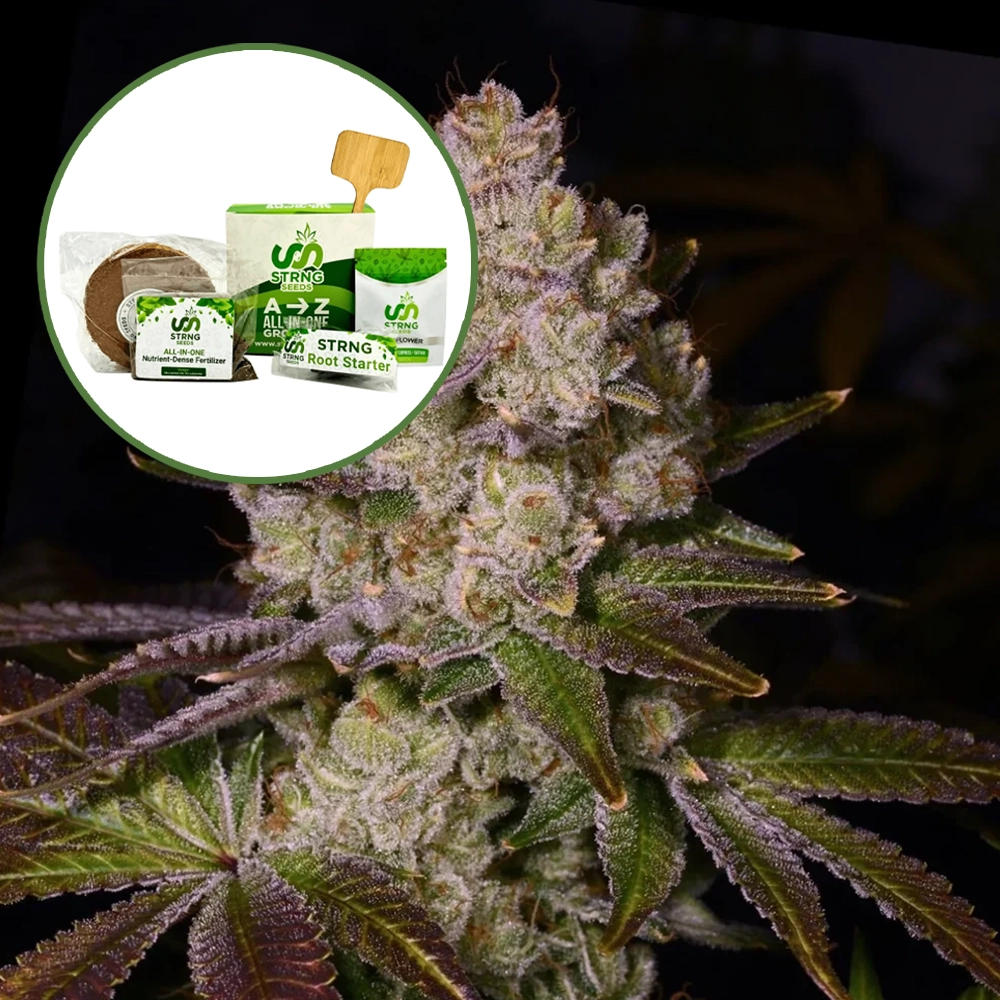 Berry Pie Strain Grow Kit