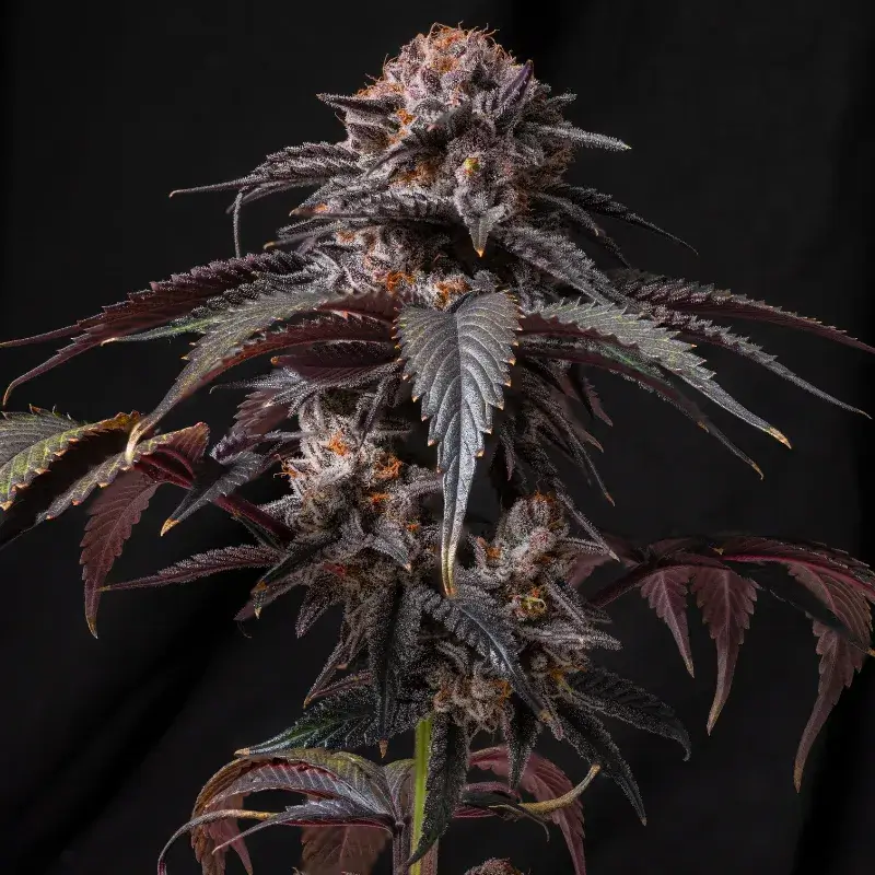 Berry White Auto