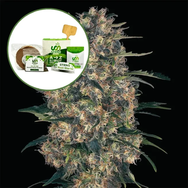 Black Domina Strain Grow Kit