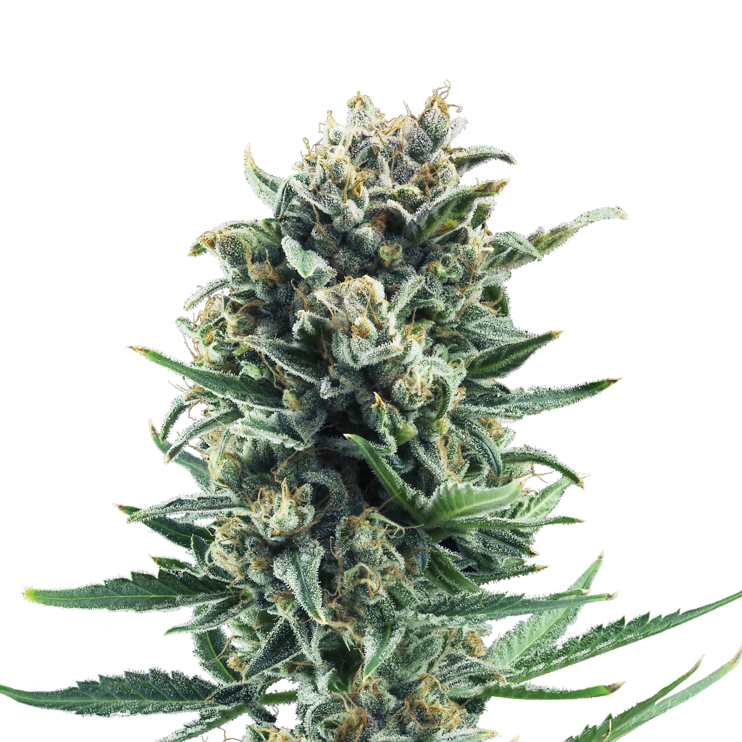 Blue Cheese Plant