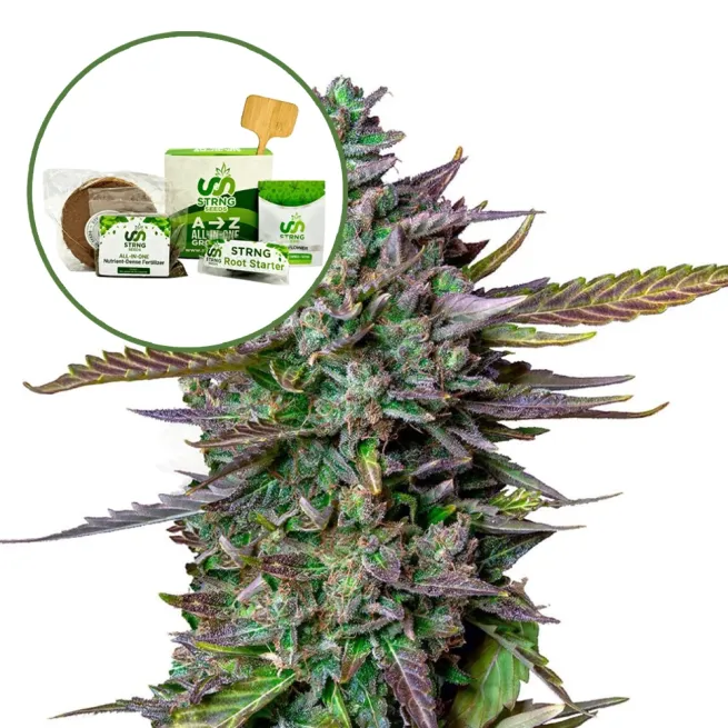Blue Cheese Strain Grow Kit