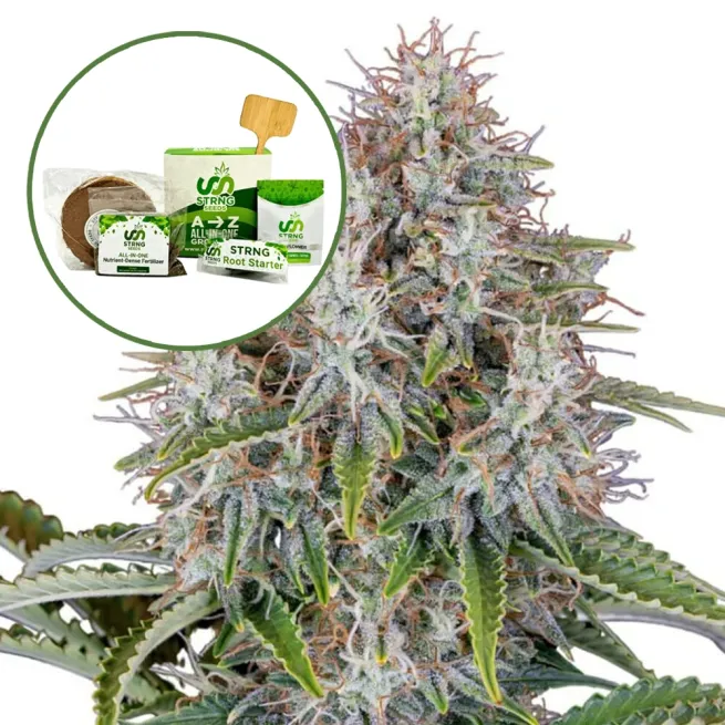 Blue Haze Strain Grow Kit