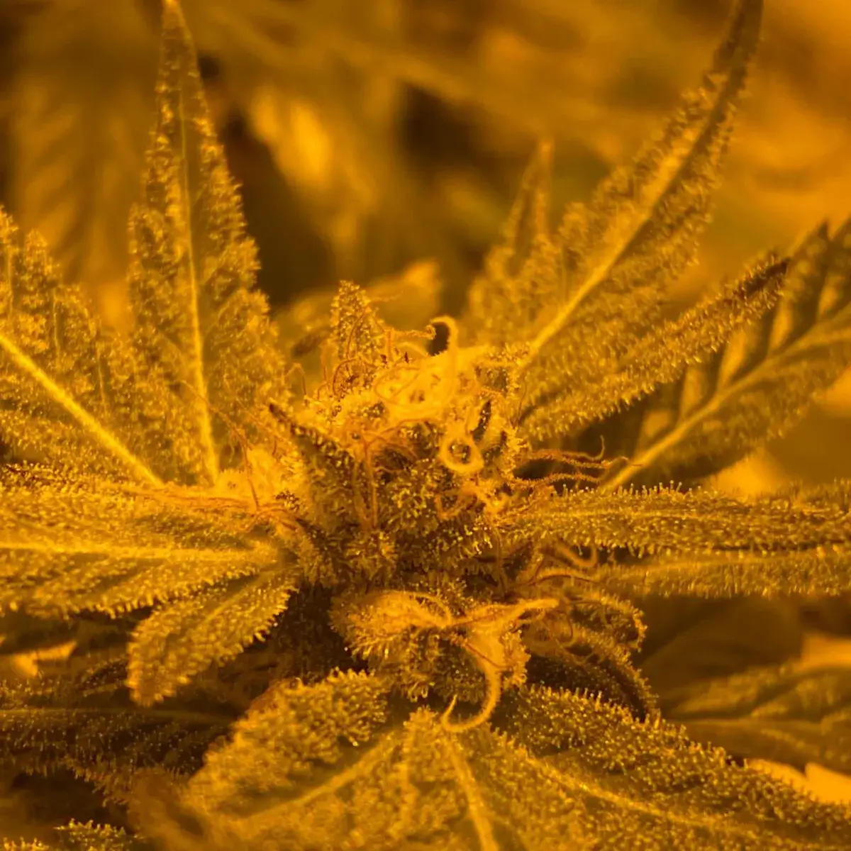 Blue Mystic