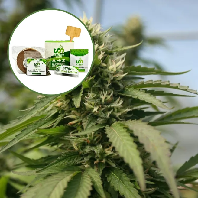 Blueberry Kush x Blackberry Kush Strain Grow Kit