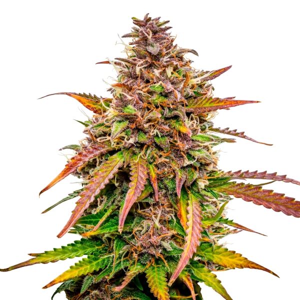 Bubble Kush Auto - Image 3