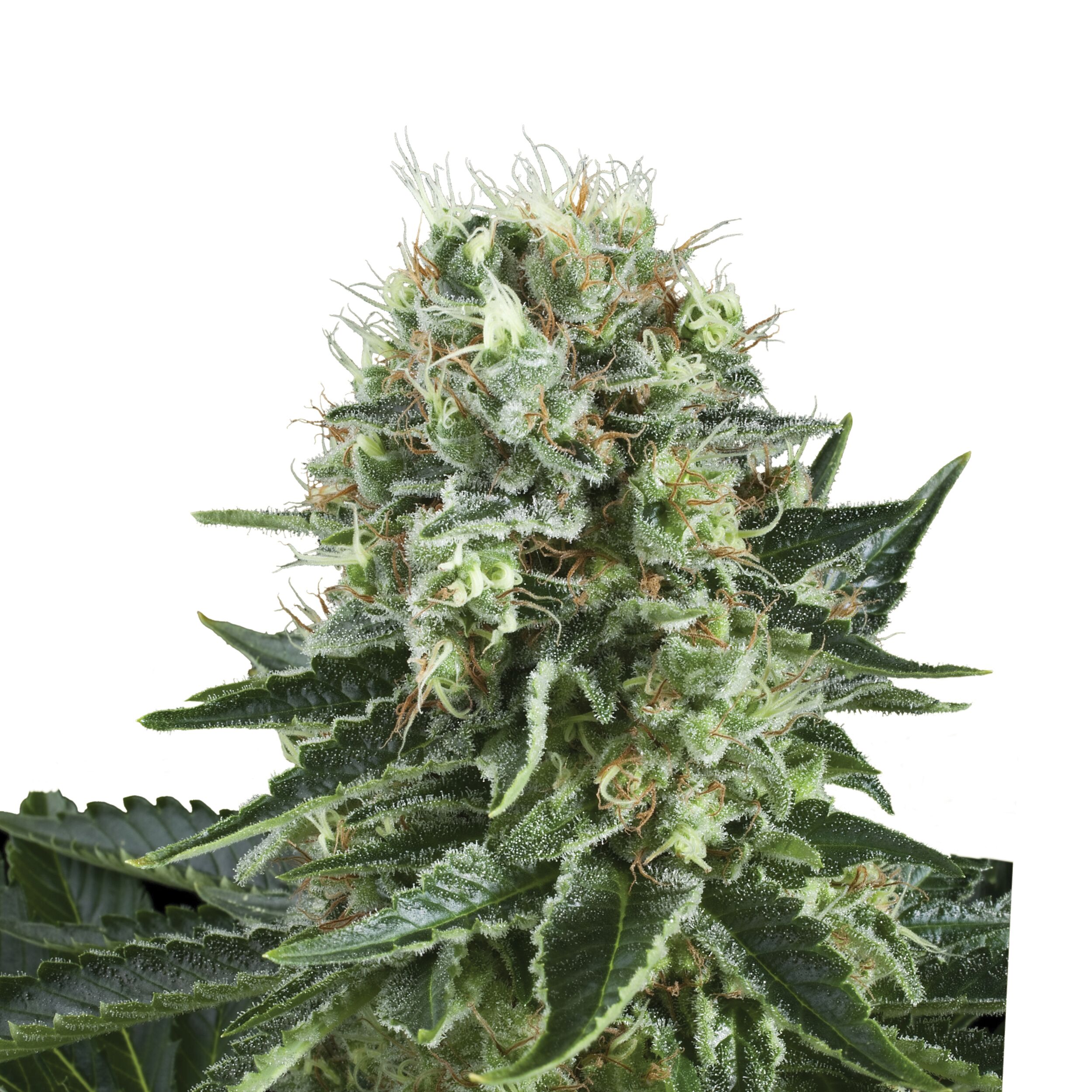 Bubble Kush Plant