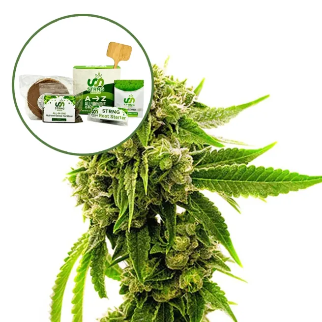 Cheese Strain Grow Kit