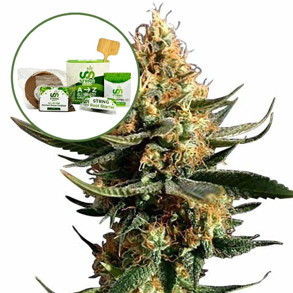 Chemdawg 91 Strain Grow Kit