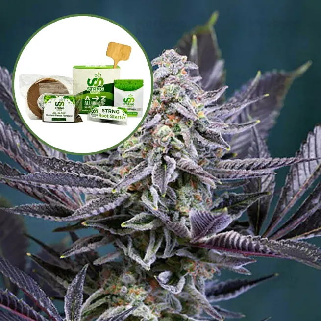 Deep Purple Strain Grow Kit