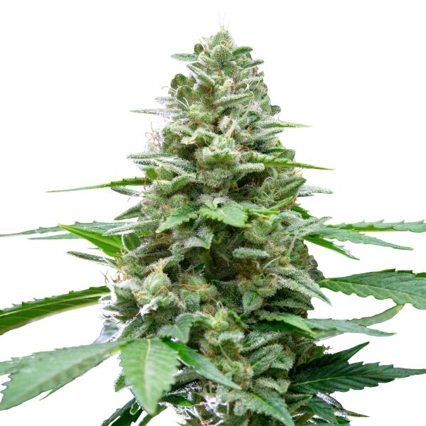 Easy Bud Auto - Image 3