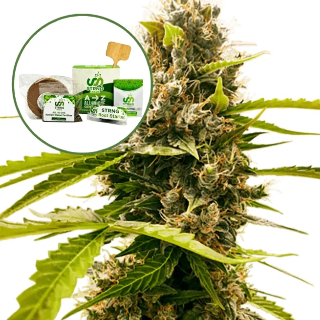Fat Cheetah Strain Grow Kit