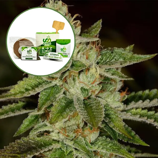 Fire OG Strain Grow Kit