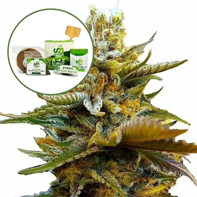 G13 Strain Grow Kit