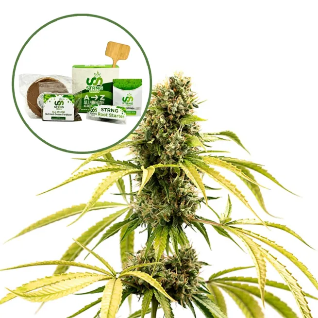 GG4 Strain Grow Kit
