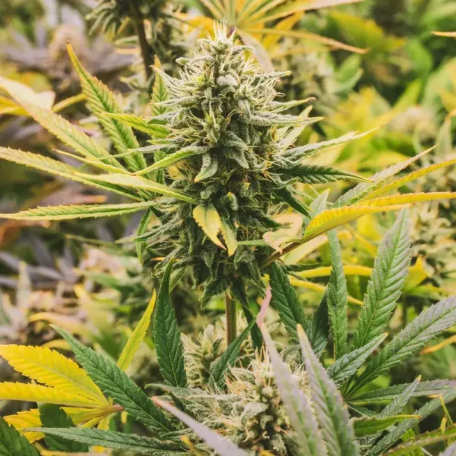 Ghost Train Haze Auto