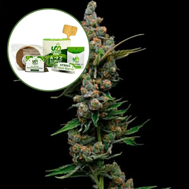 Golden Pineapple Strain Grow Kit