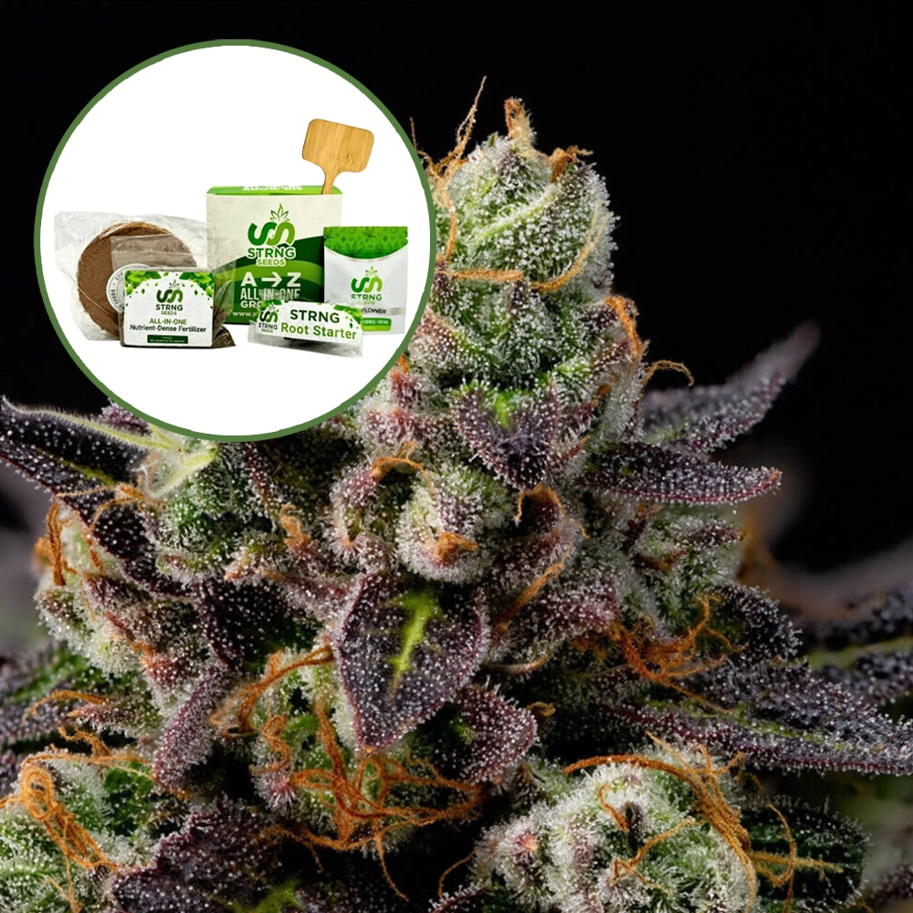 Granddaddy Purple Strain Grow Kit