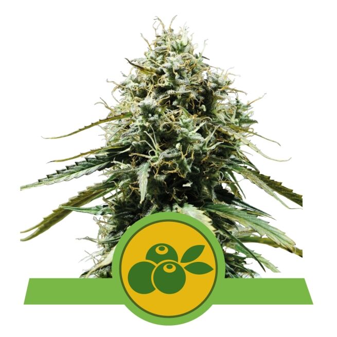 Haze Berry Auto