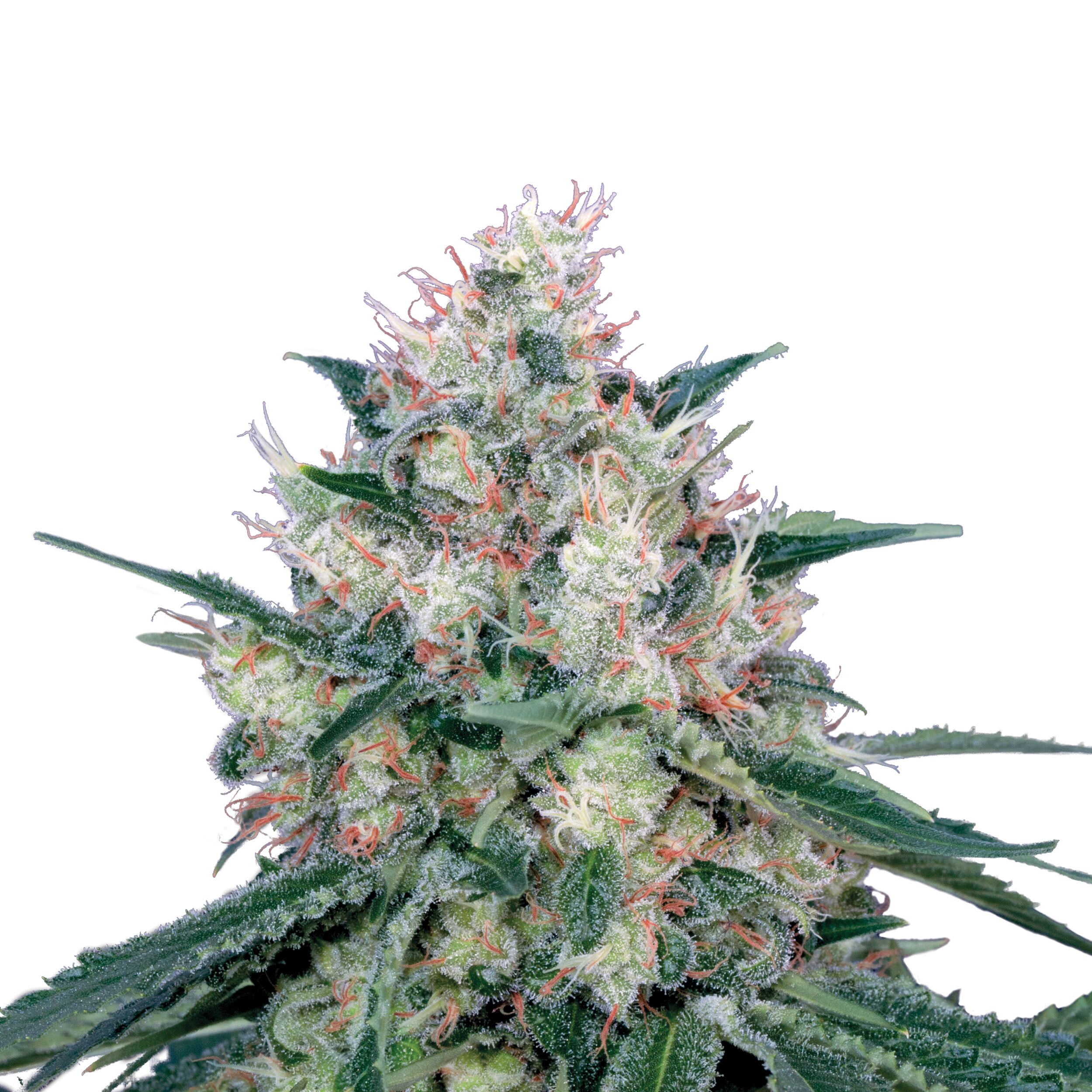 Honey Cream Plant