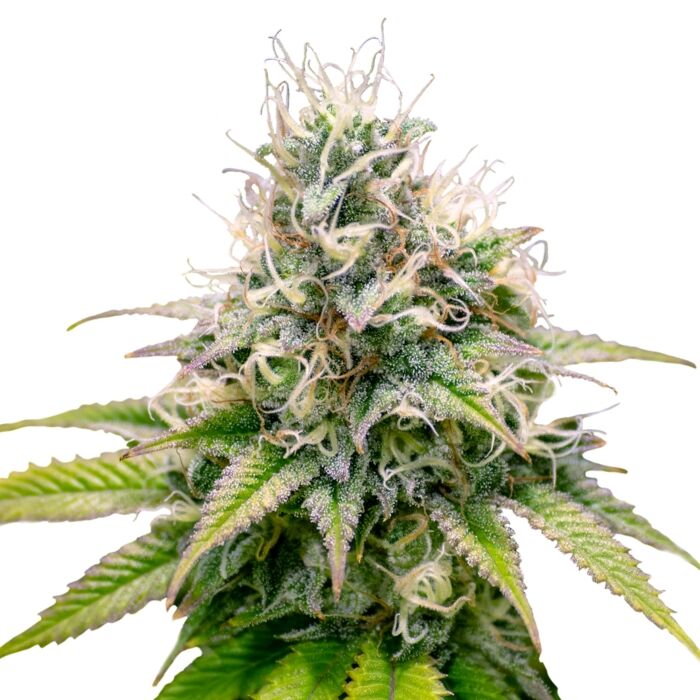 Kali Dog Plant