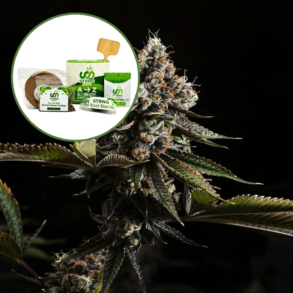 Kush Mountains Strain Grow Kit