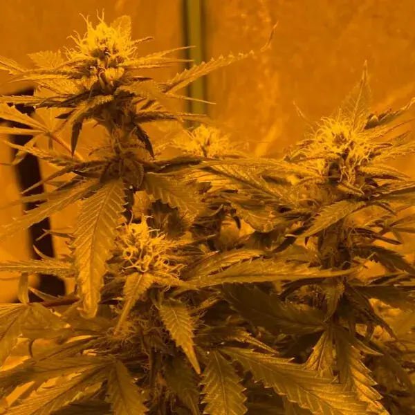 LA Kush Cake
