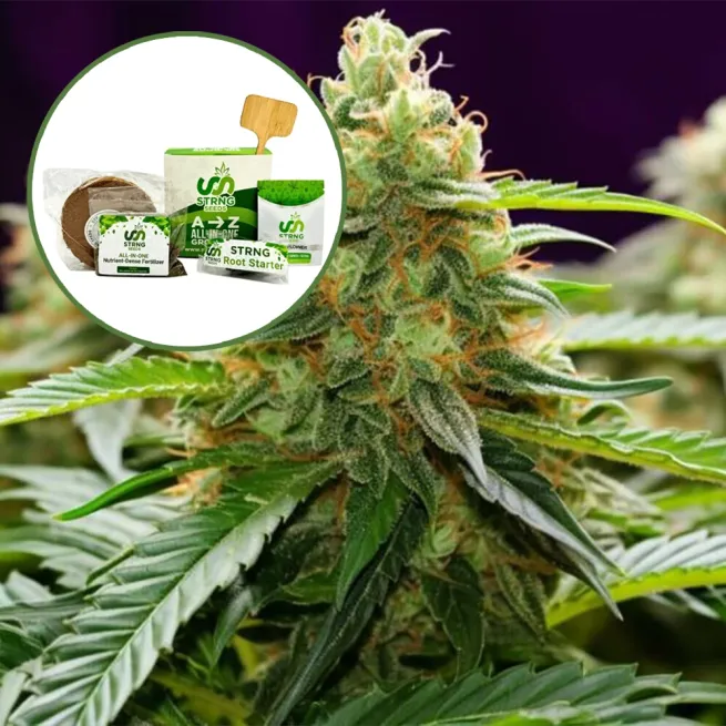 LA Kush Strain Grow Kit