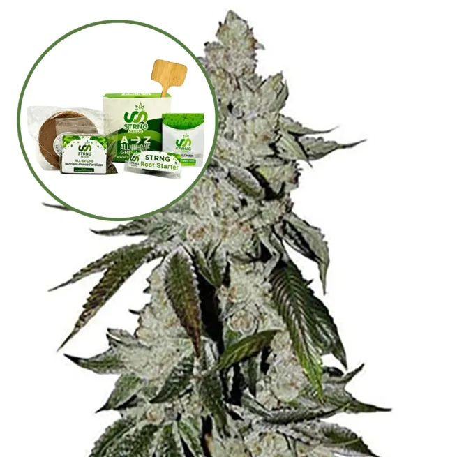 Laughing Buddha Strain Grow Kit