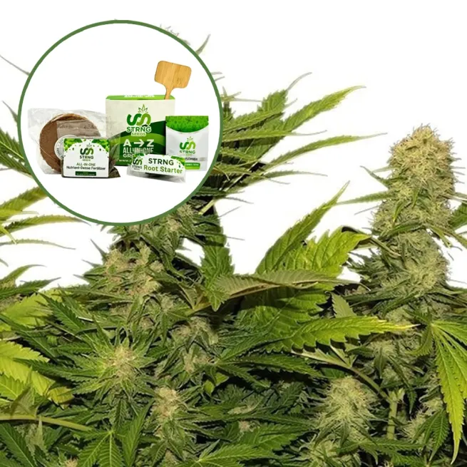 Lemon G Strain Grow Kit