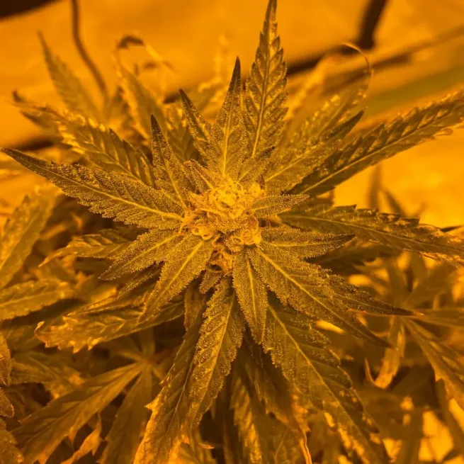 Lemon Haze