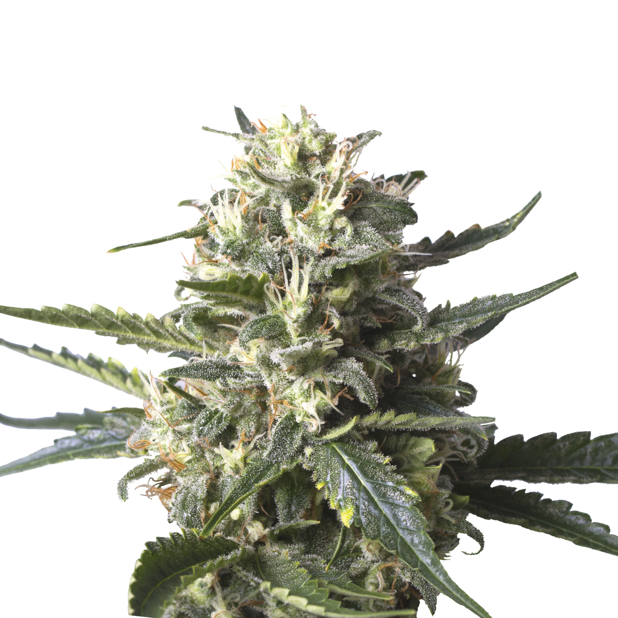 Lemon Shining Silver Haze Plant