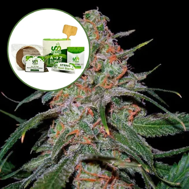 Lemon Skunk Strain Grow Kit